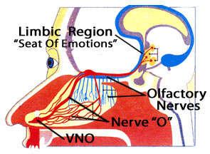 Diagram of VNO Nerve Pathway